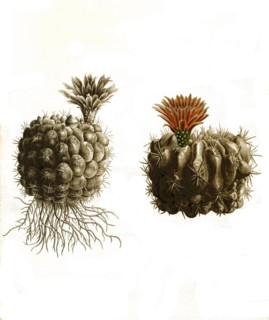 Cacti