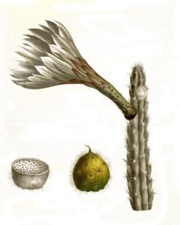 Cacti