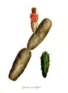 Cacti