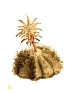 Cacti