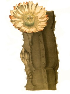 Cactus