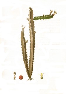 Cacti