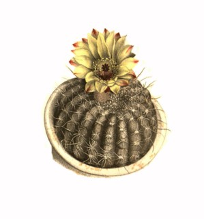 Cacti
