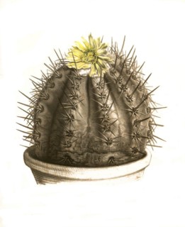 Cacti