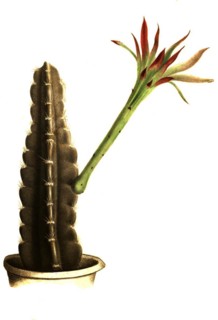 Cacti