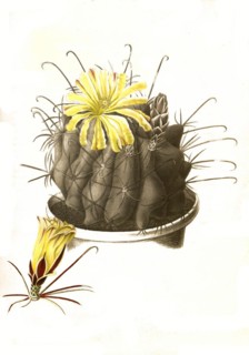 Cacti