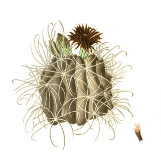 Cacti