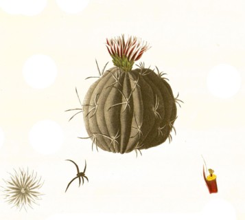 Cacti