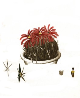 Cacti