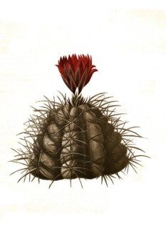 Cacti