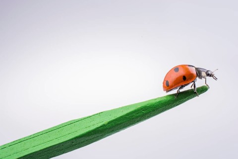 Beautiful photo of red ladybug walking on a wooden stick