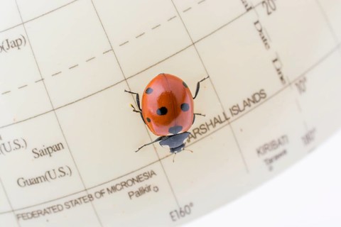Ladybug walking on a little colorful model globe