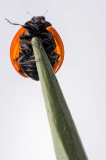 Beautiful photo of red ladybug walking on a wooden stick