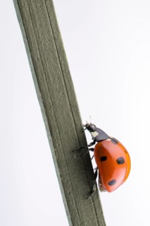 Beautiful photo of red ladybug walking on a wooden stick