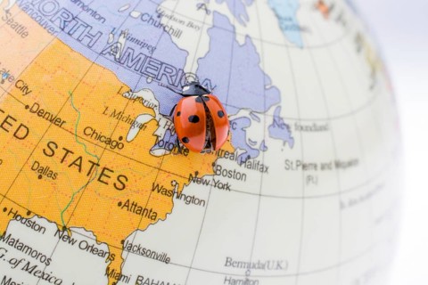 Ladybug walking on a little colorful model globe