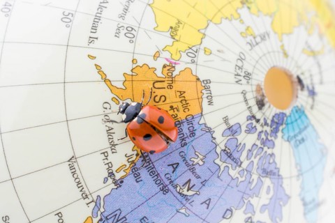 Ladybug walking on a little colorful model globe
