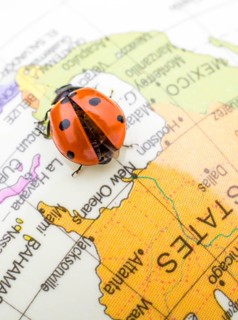 Ladybug walking on a little colorful model globe