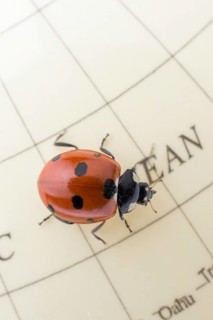 Ladybug walking on a little colorful model globe