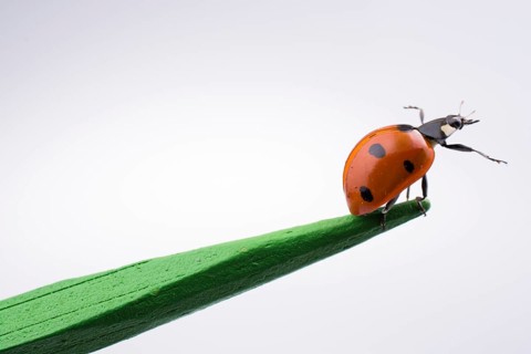 Beautiful photo of red ladybug walking on a wooden stick
