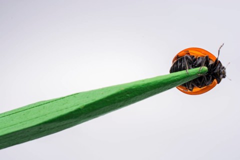Beautiful photo of red ladybug walking on a wooden stick