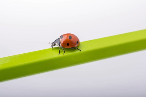 Beautiful photo of red ladybug walking on a wooden stick