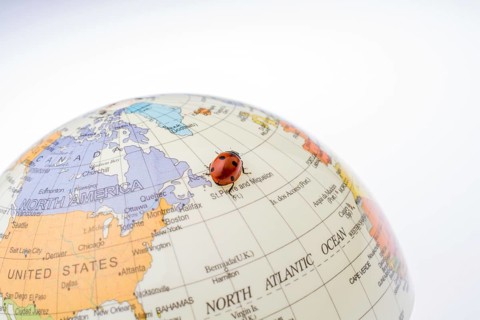 Ladybug walking on a little colorful model globe