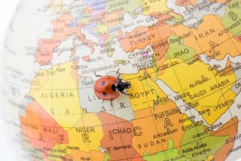 Ladybug walking on a little colorful model globe