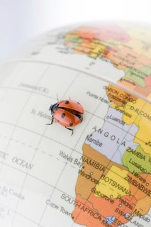 Ladybug walking on a little colorful model globe