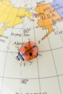 Ladybug walking on a little colorful model globe