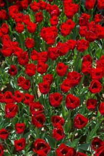 Blooming colorful tulip flowers in garden as floral background