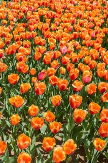 Blooming colorful tulip flowers in garden as floral background