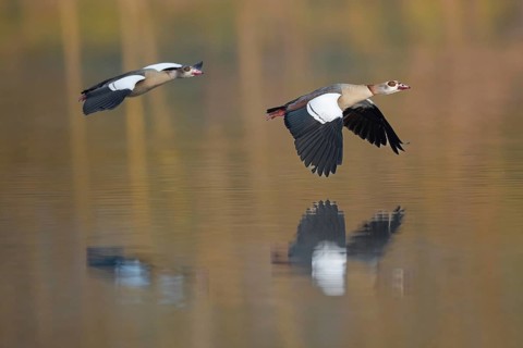 A pair of Egyptian Geese in flight in the Ruhrpott