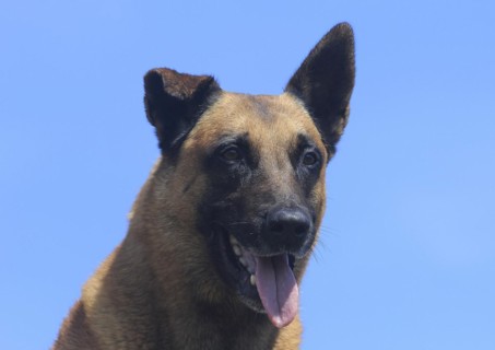Malinois