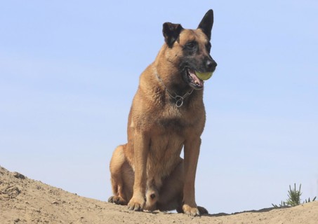 Malinois