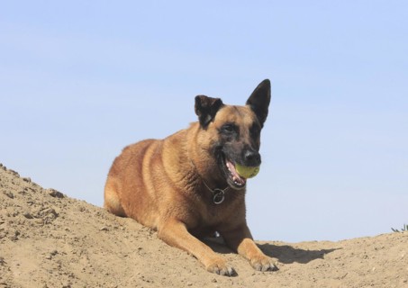 Malinois