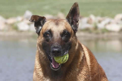 Malinois