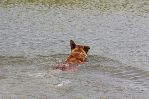 Malinois