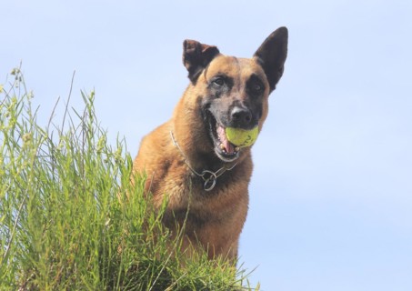 Malinois