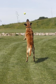 Malinois