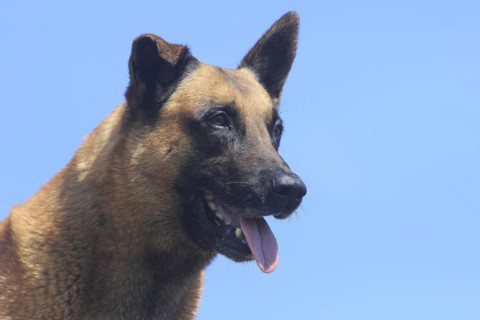 Malinois