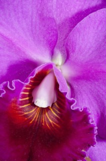 Rhyncholaeliocattleya Lucky Strike