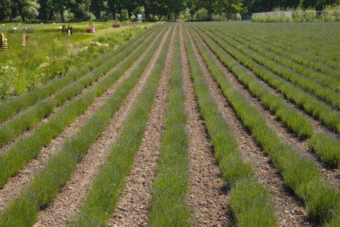 Field with rows of lavender