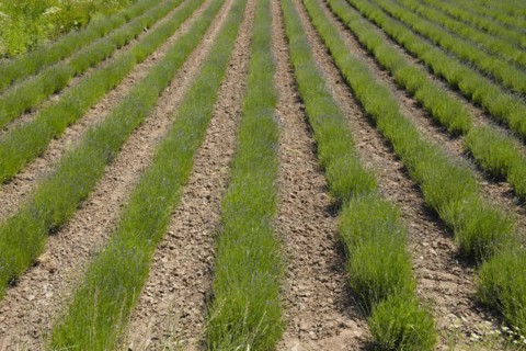 Field with rows of lavender