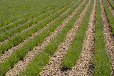 Field with rows of lavender