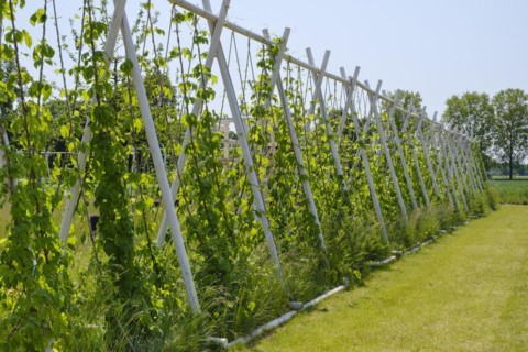 Scaffolding trellis with common hop
