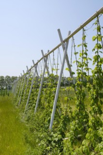 Scaffolding trellis with common hop