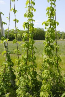 Scaffolding trellis with common hop