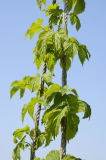 Common hop