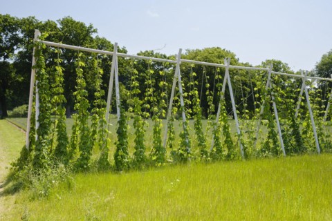 Scaffolding trellis with common hop