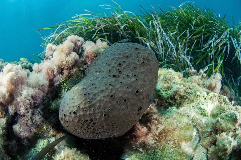 Black leather sponge Sarcotragus spinosulus